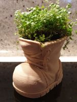 Chaussure pot de fleurs 04